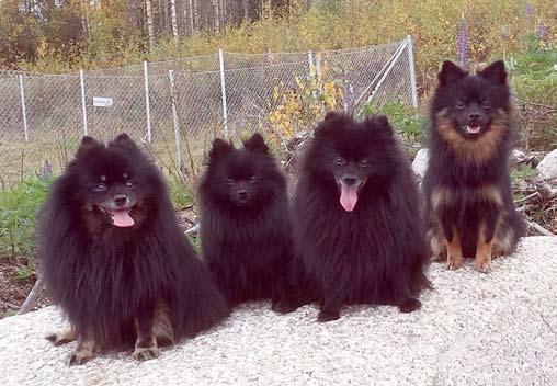 Lady Suklaaunelma Fi Mva P. Pieni Mies Kasvattien omistajille kiitokset koirien esille tuomisesta!! Pienenpolun kennel kirsi.lappalainen@pp.inet.