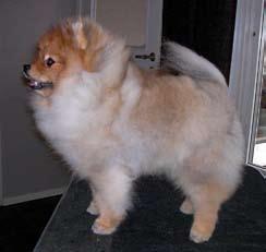 Pomeranian The King of the toys Mutta mitä me teemme, kun arvostelemme pommeja?