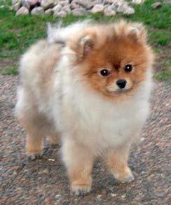 Pomeranianklubben on myös julkaissut sen jäsenistölleen.
