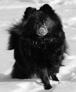 ..55 Mainostajat Kennel Graubube...2 Kennel Sun-Power s...27 Kennel Pienenpolun...28 Mirja Parkkonen.