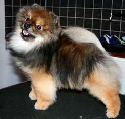 Pomeranian The King of the toys Mutta mitä me teemme, kun arvostelemme pommeja? Pomeranian The King of the toys Mutta mitä me teemme, kun arvostelemme pommeja?