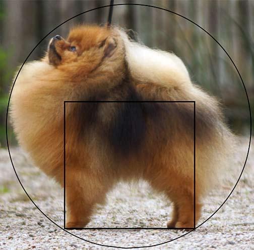 Pomeranian The King of the toys Mutta mitä me teemme, kun arvostelemme pommeja? Pomeranian The King of the toys Mutta mitä me teemme, kun arvostelemme pommeja? Ei mikään epätavallinen kauhuesimerkki.