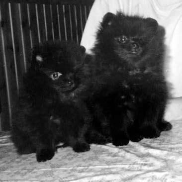 VANHAT POMERANIAN JALOSTUSKOIRAT Pomeranian rotua on ollut Suomessa jo viime vuosisadan alkupuolelta lähtien. Näistä koirista ei enää ole mahdollista saada tarinoita tai kuvia.