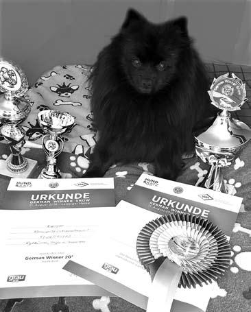 Tempore Forever pu1, sert, cacib, Vsp -->Valko-Venäjän grand muotovalio. Ralettes Schneemädchen pn1, sert, cacib, Rop -->Valko-Venäjän muotovalio. Ticapon Yours To Find 4.11.