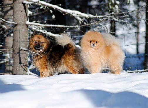 Kasvattajalokerikot Pumpulituulen Suvi Soivuori Puuppola, Jyväskylä p. 040 526 7918 info@reykhestar.com -kleinspitz - RALETTES Mirja Elovaara Pori P. 0500 595 404 mirja.elovaara@hotmail.