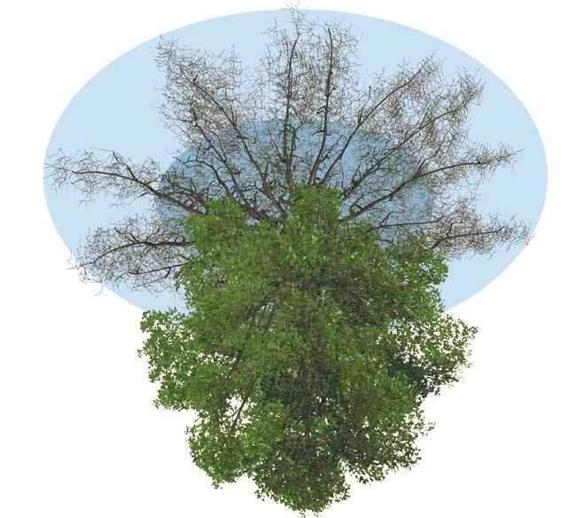 Vaikka huolenpitoa annetaan juurikastelu/ilmastuksen muodossa uudelle puulle, voivat juuret vähän vanhemmassa puussa saada vakavia ongelmia jos ei huomioida kehitystä kasvualueilla.