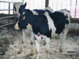 Huippukestäviä eläimiä Cranston Farms -tilalta Karjan lehmillä oli keskimäärin, laktaatiokautta, ja karjassa oli useita - kertaa poikineita lehmiä!