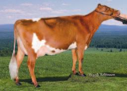 Simbadin emälinjan sonnit Wilton, Cornelius ja Heligo ovat tuoneet taustalla olevaan lehmäperheeseen paljon maitoa.