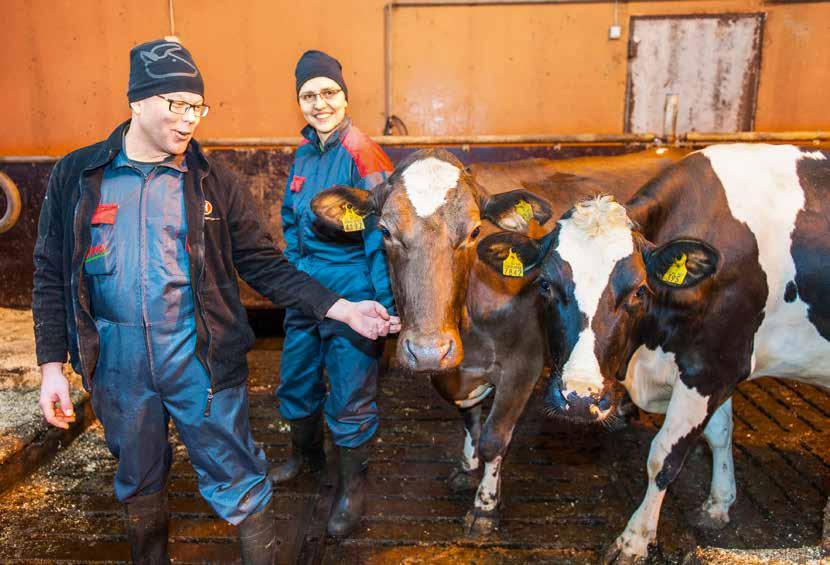 elävästä elämästä Hyvä työpaikka Karjasta löytyy myös häivähdys suomenkarjaa. Kyyttö (H.Uurastus x Emmett) on lypsänyt kahden kauden keskituotokseksi 11038 kg.