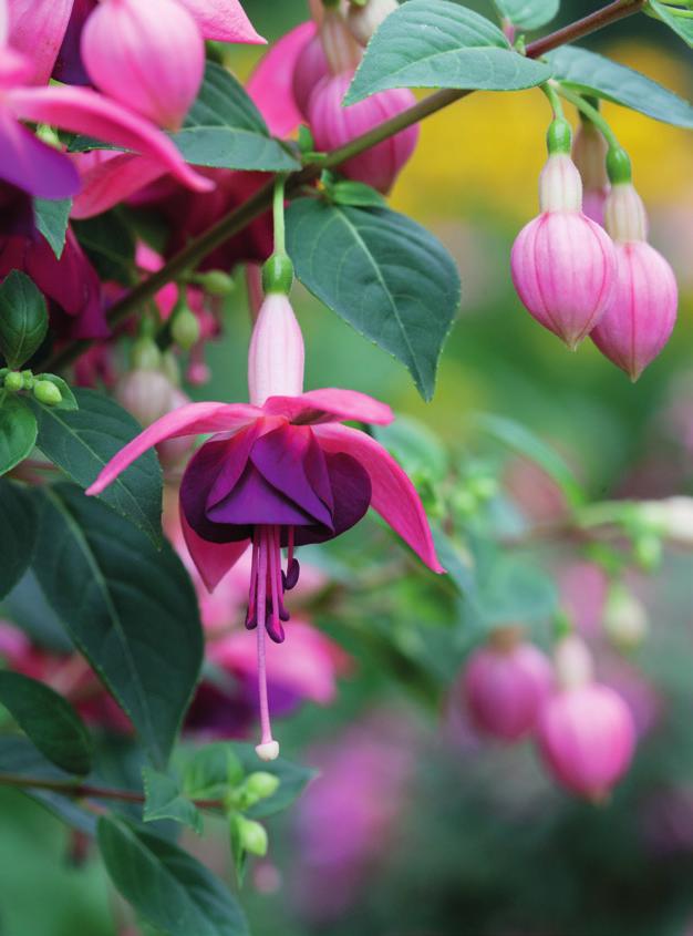 Verenpisara (Fuchsia) Lisätään kevättalvella puolipuutuneista pistokkaista. Kun taimet saavat tarpeeksi vettä ja ravinteita, ne kukkivat syksyyn saakka.