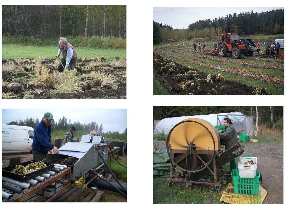 Ruusunjuuren nostoa nostoraudalla, juurten pesu taimilaatikoissa painepesurilla, juurten silppuaminen olkisilppurilla