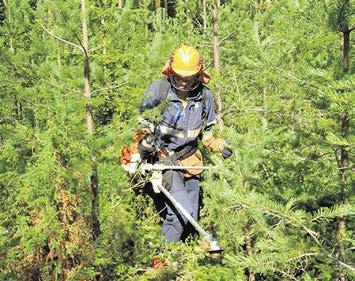 MetsänOmistaja 1/2016 11 TAVOITEOHJATTUA TAIMIKONHOITOA Tavoitteellinen taimikonhoito tarkoittaa, että sen sijaan että taimikkoa koko ajan ollaan pelastamassa, siirrytään tavoitteelliseen ja