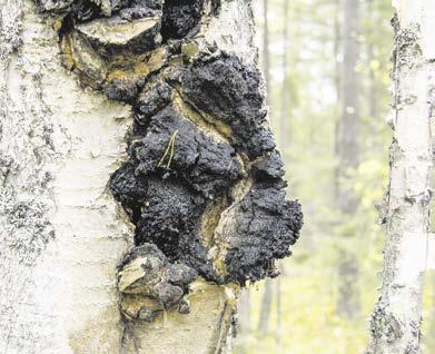 4 MetsänOmistaja 1/2016 PAKURIKÄÄPÄ Superkääpä! Pakurikääpä tunnetaan monissa maissa nimellä chaga ja Siperiassa sitä kutsutaan nimillä Kuolemattomuuden sieni, Jumalten lahja tai Taivaanlahja.