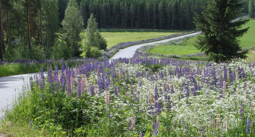 VINKKEJÄ KYLÄMAISEMAN HOITOON 1) Maiseman avaaminen raivaamalla Maiseman avaamisen raivaamalla tarkoituksena on paljastaa jokin tai joitakin keskeiseksi ja tärkeiksi koettuja näkymiä esim.