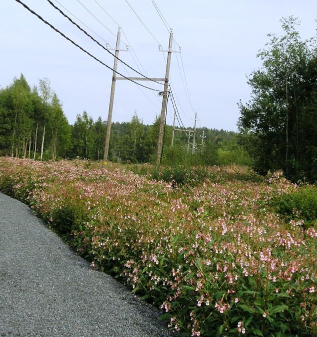 siemenistä, yksi kasvi tuottaa jopa sata siementä. Siemenet säilyvät maaperän siemenvarastossa useita vuosia. Syrjäyttää keto- ja niittylajit ja samalla niistä riippuvaiset hyönteislajit.