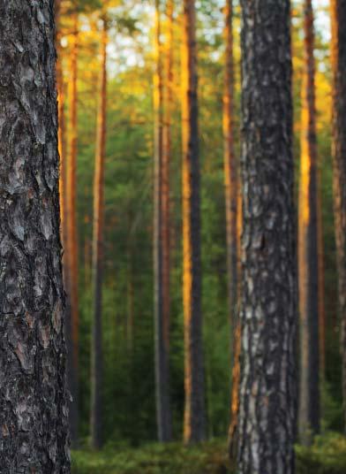 Pistoolilla ammuttiin henkilökohtainen kilpailu ja kiväärillä sekä henkilökohtainen että joukkuekilpailu. Etelä-Savon piiri oli mukana ensimmäistä kertaa.