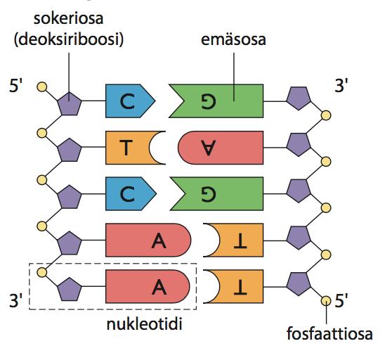 DNA Geeni = jakso DNA:a (deoksiribonukleiinihappo) Rakenneyksiköinä nukleotidit, joissa Sokerina deoksiriboosi emäksiä 4 erilaista: adeniini, guaniini, tymiini, sytosiini A G T C -> 4 erilaista