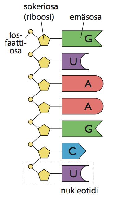 RNA yksijuosteinen molekyyli Rakenneyksikkönä nukleotidit, joissa Sokerina riboosi Emäksinä adeniini, guaniini, urasiili, sytosiini A G U C RNA voi muodostaa emäspareja itsensä kanssa (A-U, C-G) eri