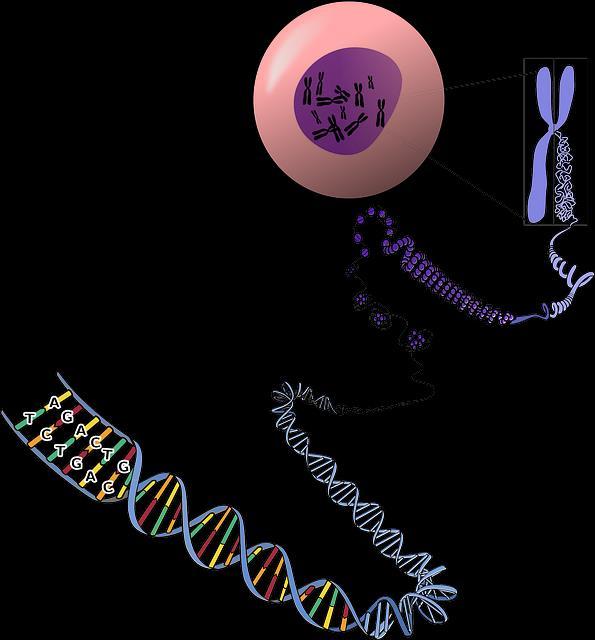 DNA-kaksoiskierre Kromatiinirihma