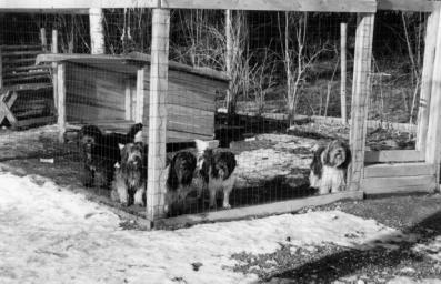 Kennel Lumikuono Mari Jänisniemi, Linnaistentie 33A, 15150 Lahti p. & fax 03-777 7172, 050-384 3914 Email: mari.janisniemi@pp.inet.