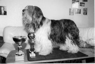 NALLE-HAUKUN ANNEKE SF06088/93 n Utrecht de la Richesse * Fiffi von Wulfskuhl A Lahdenperä/ M Jänisniemi Kitee er 4.3.2001 Leni Nousiainen Oikeat mittasuhteet. Sopiva luusto.
