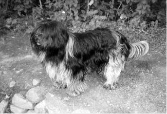 NALLE-HAUKUN DOMINO FIN30320/95 u Nalle-Haukun Cavalier * Gatine du Clos des Gervalines A Lahdenperä/ K Mehtonen Varkaus 13.5.2001 Jan Nesvabda, Sveitsi 6 vuotta.