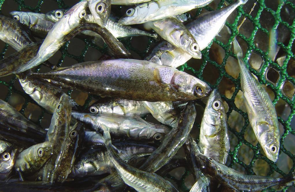 4. Vuoden 2005 Tarkkailu 4.1. Kalastotarkkailu 4.1.2. Kalamäärät ja lajisuhteet Koirapuistonkoskessa Monikonpuron kalasto oli, kuten aikaisempinakin vuosina runsain ja monipuolisin.