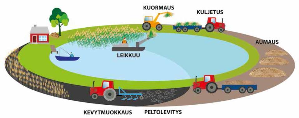 Koska keräävät ja silppuavat laitteistot ovat vielä harvinaisia ruokourakoitsijoilla, on järkevintä kompostoida ruokomassaa sellaisenaan vuoden ajan, ja levittää seuraavana syksynä