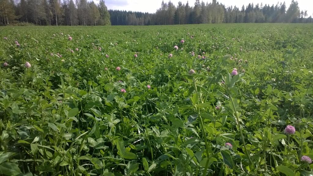 Tavoitteena on tuottaa vuodessa 450 000 kg ka säilörehua eli noin 60 lehmän maitotilalle Keskisato: Tarve: Tuot.kust. * Yht.