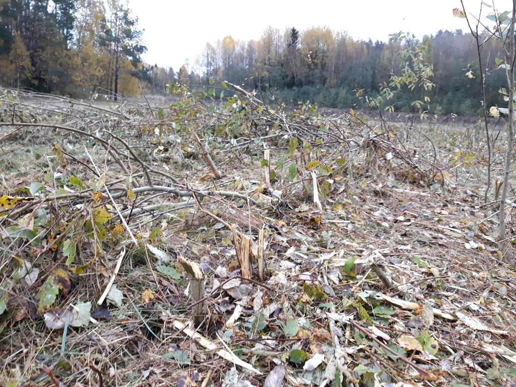 VILJELEMÄTÖN PELTO Lohko pahasti vesakoitunut