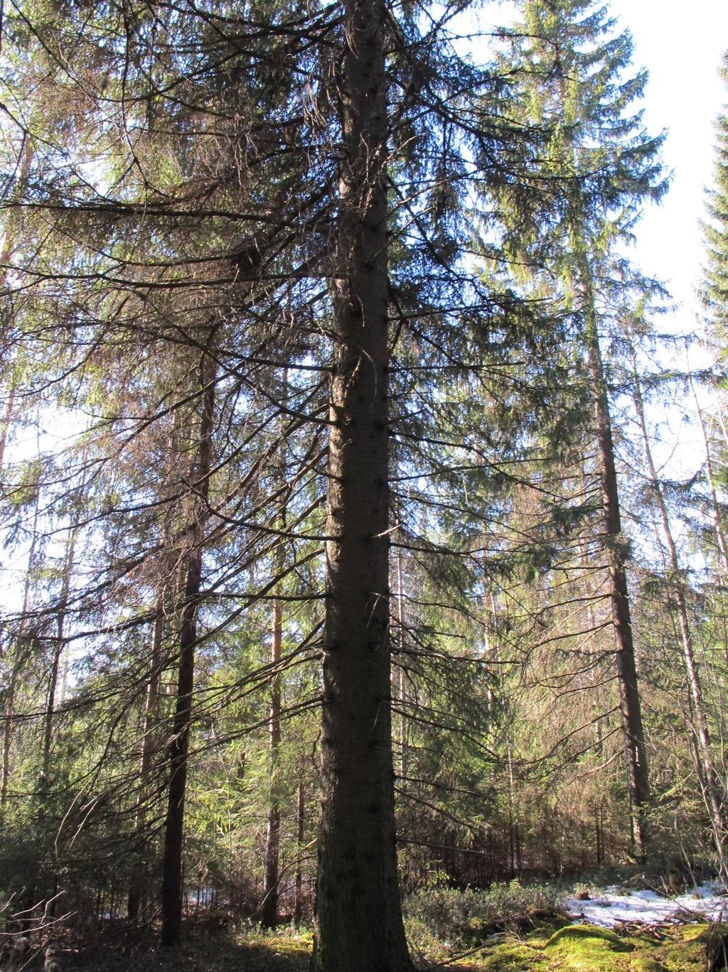 Mikkeli, Visulahti pohjoinen. Asemakaavan luontoselvitys. Kuva 8. Liito-oravan pesäpuu Pieksämäentien ja Arinakadun risteyksen läheisyydessä.