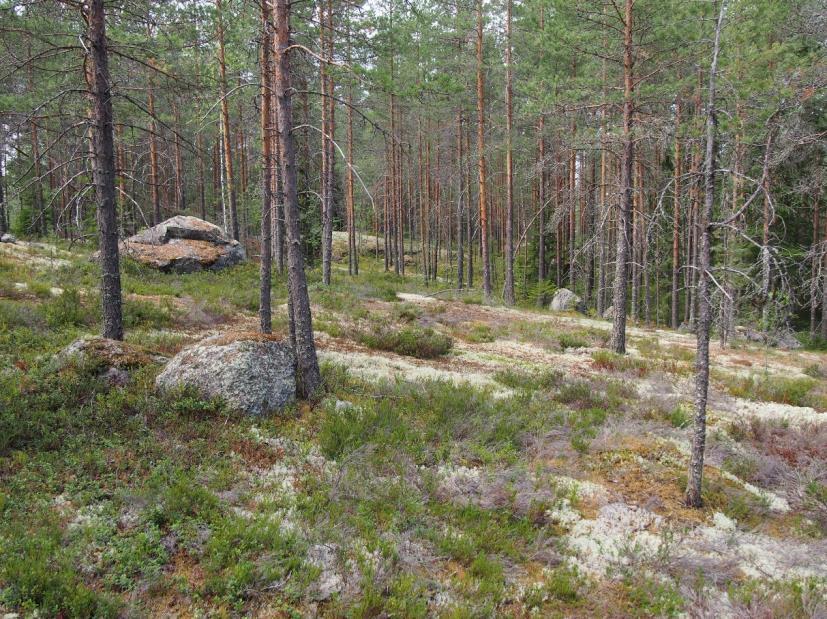 6 Kenttätyövaiheessa kiinnitettiin erityistä huomiota esihistoriallisten asuinpaikkojen etsimiseen kaivamalla lapiolla koepistoja sopiviksi arvioituihin maastonkohtiin.