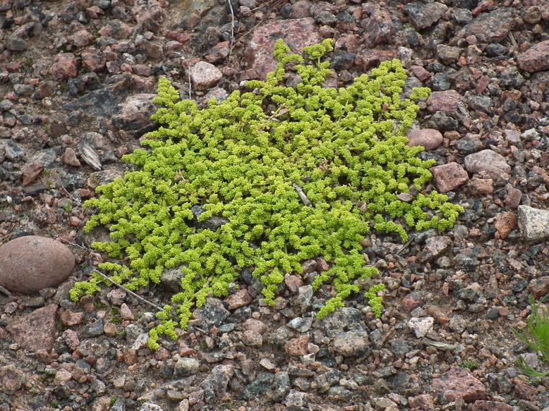 7 Kuva 7. Ketotyräruoho on maanmyötäisesti kasvava helposti tunnistettava putkilokasvi. Kantasatama 23.6.2011 Petri Parkko Kohde c Vanhan radan reunoilla on paljon kasvillisuutta.