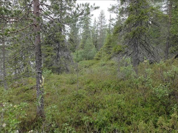 PORONTIMAN RANTA-ASEMAKAAVA 25 tavoitetta ei edistetä. Kaavalla ei ole suurta vaikutusta poronhoitoon.