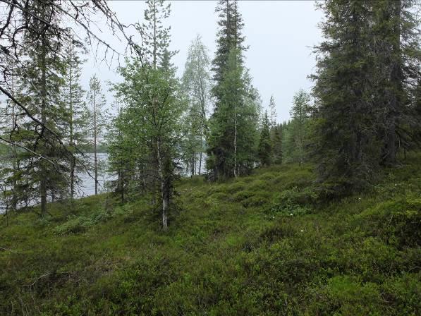 Rukan osayleiskaavassa alue on lähinnä maa- ja metsätaloutta varten varattua MU -aluetta. Kaavassa on myös merkintöjä maisema-aluetta, suojelua, kallioaluetta ja reittejä koskien.
