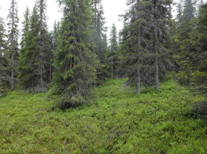 PORONTIMAN RANTA-ASEMAKAAVA 37 Kuva 35 Rakentamisen ulkopuolelle jäävää kuusikkoa Pitkäniemen itärannalla 5.4. Kaavan vaikutukset Kaavan vaikutukset on selostettu edellä kappaleessa 4.5.2 ratkaisun valinnan yhteydessä.
