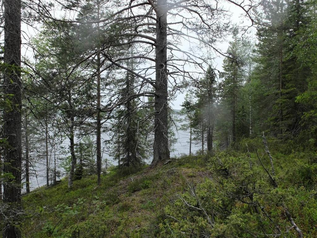 PORONTIMAN RANTA-ASEMAKAAVA 6 3. LÄHTÖKOHDAT 3.1 Selvitys suunnittelualueen oloista 3.1.1 Alueen yleiskuvaus Alue on hyvin lomarakentamiseen soveltuvaa, pinnanmuodostukseltaan ja maisemiltaan vaihtelevaa maastoa.