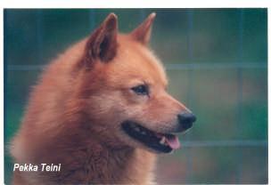 Hundaræktarfélag Islands Norsk Kennel Klub Suomen