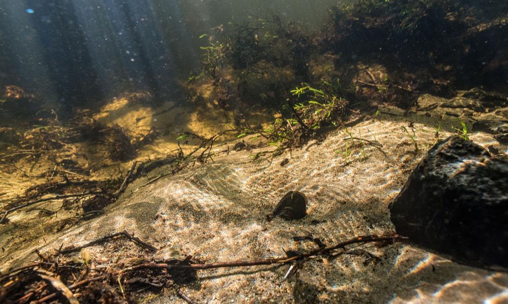 areas - State and privately owned areas We increase co-operation among waternature-agriculture- and forestry organisations AIM: