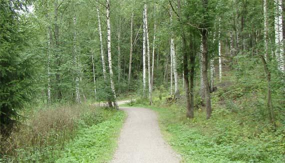 Viiksisiippoja/isoviiksisiippoja tavattiin alueen varttuneesta kuusikosta.