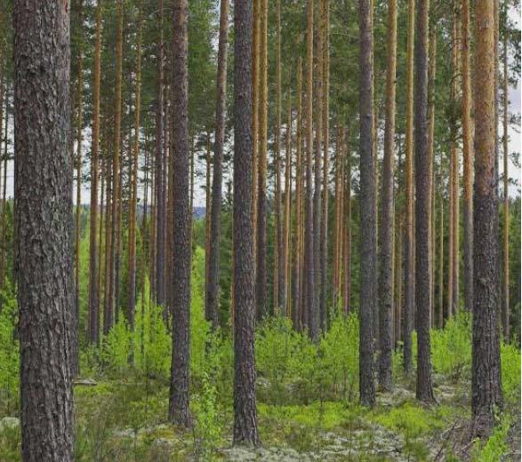 Keski-Suomen laatupuuhanke