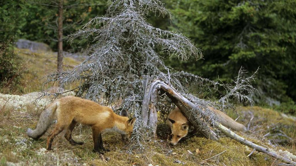 Aspolla on yli 9 000 Aspo maksaa keskimäärin vähintään