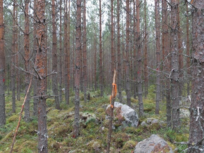 Testileimikot Mäntyvaltainen ensiharvennusmetsikkö, Suonenjoki, Pohjois-Savo ei ole hakkuuta haittaavaa alikasvosta.