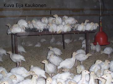 Kuva: Länsi-Kalkkuna Oy C. Lisääntymiskäyttäytyminen Luonnossa kalkkunakanat ja -kukot elävät eri parvissa muutoin kuin lisääntymisaikana, muutaman kerran vuodessa.