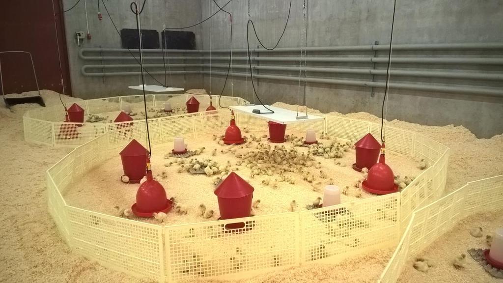 2. Hyvät olosuhteet Periaate: Rakennusten tulee olla suunniteltu ja/tai tehty sopiviksi kutakin tuotantovaihetta vastaavalle kalkkunalle; joko tuotanto-, nuorikko- tai emoparvelle.