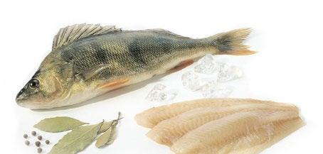 FLUVIATILIS) RUOTSIKSI: ABBORRE, ENGLANNIKSI: PERCH Pyydetään sekä merestä että järviltä. Tärkeimmät pyyntimenetelmät verkko, rysät, merrat, katiskat.