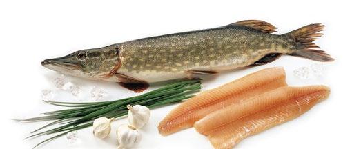 5.2 HAUKI TUOTENIMI: Pyynti: Tuoreen tuotteen ominaisuudet: Käyttö ruoanvalmistuksessa: Yleisimmät tuotteet vähittäiskaupassa: Muuta: HAUKI (ESOX LUCIUS) RUOTSIKSI: GÄDDA, ENGLANNIKSI: PIKE Pyydetään