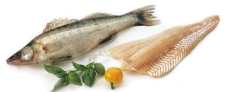 5.4 KIRJOLOHI TUOTENIMI: Kasvatus: Tuoreen tuotteen ominaisuudet: Käyttö ruoanvalmistuksessa: Yleisimmät tuotteet vähittäiskaupassa: Muuta: KIRJOLOHI (ONCORHYNCHUS MYKISS) RUOTSIKSI: REGNBÅGSFORELL,