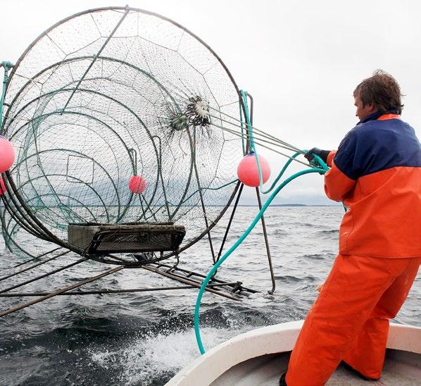 2. KALAN KETJU ALKU- TUOTANNOSTA JALOSTUKSEEN JA TUKKUKAUPPAAN Kalan kauppoihin ja ammattikeittiöihin toimittaa tiivis tuotantoketju.