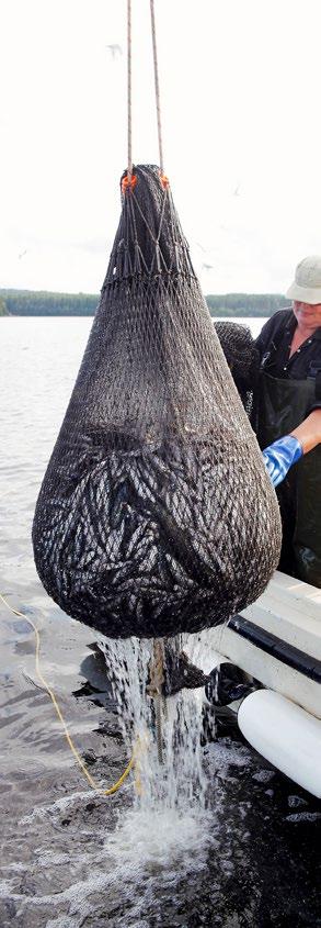 WWF:n Kalaopas ohjaa kuluttajaa tekemään vastuullisia kalavalintoja.